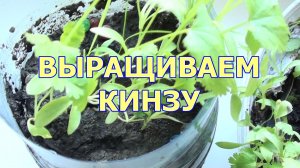 Зелень на подоконнике - Выращиваю кинзу дома