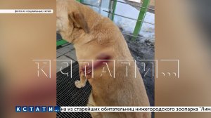 Пёс с ножом в боку пришёл просить помощи у сотрудников магазина