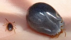 Осторожно клещи! Немного о клещах.