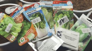 КАПУСТА ЧТО ПОСАДИТЬ ЭТИМ ЛЕТОМ