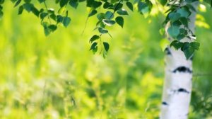 Анна Терехова семейный Онлайн фестиваль