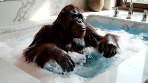 Мультики для детей. Волшебные превращения из игрушек в настоящих животных. Фокусы