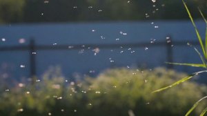 014_Счастье привалило 1920х1080, Секлитова Л.А.