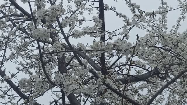 Результат стимуляции пчел на 26.03.2026г.