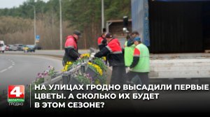 На улицах Гродно высадили первые цветы. А сколько их будет в этом сезоне?