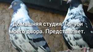 Тот самый цырк.