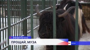 Самка зубра по кличке Муза из нижегородского зоопарка «Лимпопо» ушла из жизни