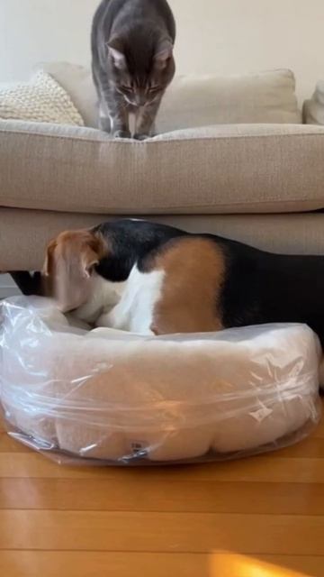 Диванные войска 🐱🐶