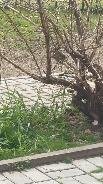 Поскандалили))) Свадебный декор. За кадром