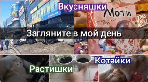 загляните в мой день//вкусняшки//растишки//котейки