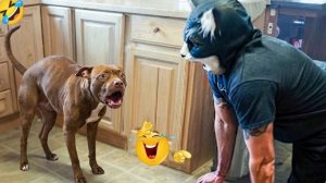 Подборка смешных видео о собаках.