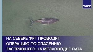 На севере ФРГ проводят операцию по спасению застрявшего на мелководье кита