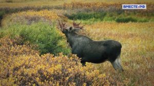 Заповедник «Ненецкий» с Юлией Богомоловой