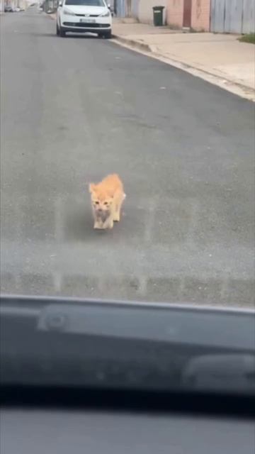 Кот милый кот