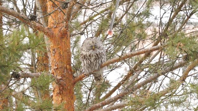 Пытаюсь покормить сову 2