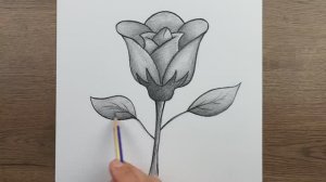Как легко нарисовать розу карандашом -  пошаговый урок рисования
