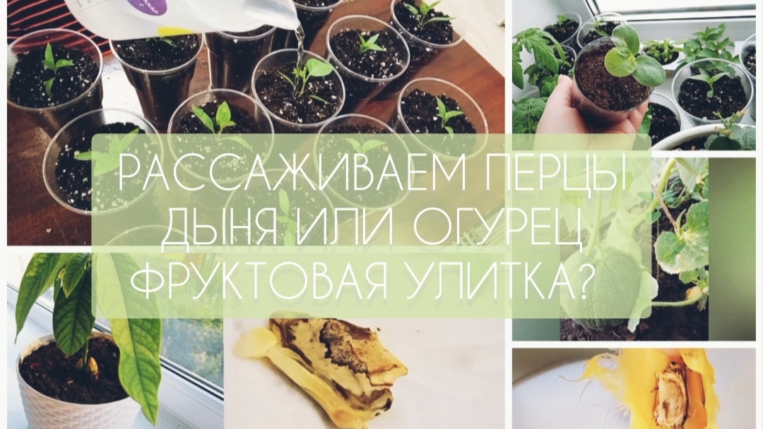 РАССАЖИВАЕМ ПЕРЦЫ/ФРУКТОВАЯ УЛИТКА?