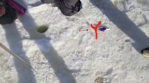 Запуск 59 Кг. Форели ПО "Водопад"