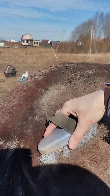 Эффект линьки #лошади #чисткалошади #весна #линька