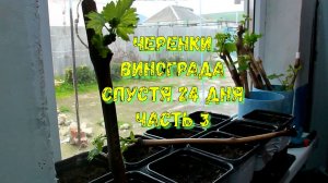 Как прорастить черенки винограда основные рекомендации.Часть 3.