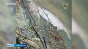 Из-за сброса неочищенных вод в реку на Ставрополье ущерб природе составил 6 млн рублей