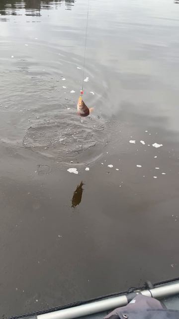 Время осень, окунь как с автомата 🤘🔥😎