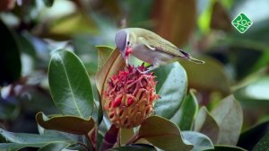 День птиц. Анонс. Канал ЗОО ТВ