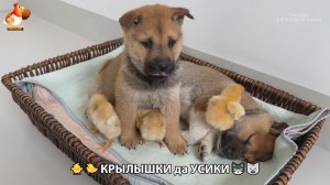 Утята и Цыплята - Кошки и котята, Собаки и щенята 339 Хвостики да Усики ❣️