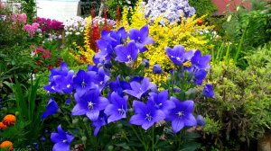 Колокольчики в саду: сорта и их характеристики