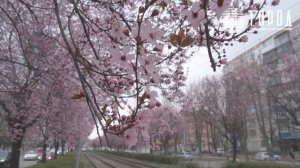 В Краснодаре зацвели розово-фиолетовые сливы Писсарди на улице Ставропольской