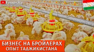 🐓Выращивание бройлеров. Как устроен бизнес на бройлерной птицефабрике? Опыт птицеводов Таджикистана
