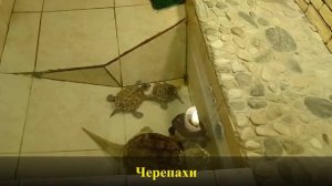 Сахалинский зооботанический парк. Рысь, лама, альпака, черепахи и тропические рыбы