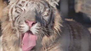 «Долина тигров»