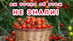 Секрет богатого урожая томатов начинается с крепой рассады помидор.