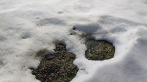 Устроила выходной. Дневник за 26 марта