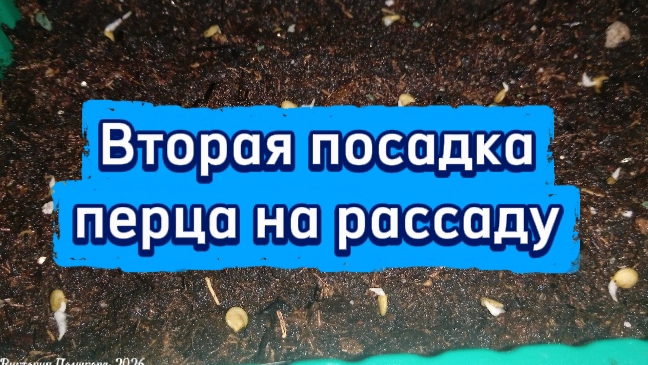 Вторая посадка семян болгарского перца на рассаду