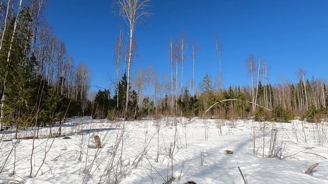 В лесу всё как обычно. Техника ломается металл не копается.