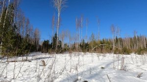 В лесу всё как обычно. Техника ломается, металл не копается.