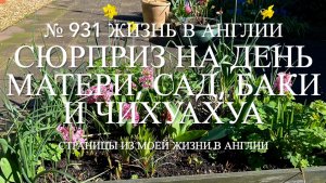 Сюрприз на День матери. Наш сад, новые баки и чихуахуа. № 931 Жизнь в Англии