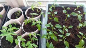 Рассада томатов не нравится 🥺, пикировала цветы 🥀, жизнь котеек 🐱