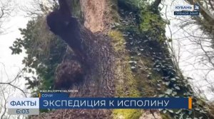 Сотрудники нацпарка обследовали уникальный 30-метровый «Царь-дуб» в Сочи