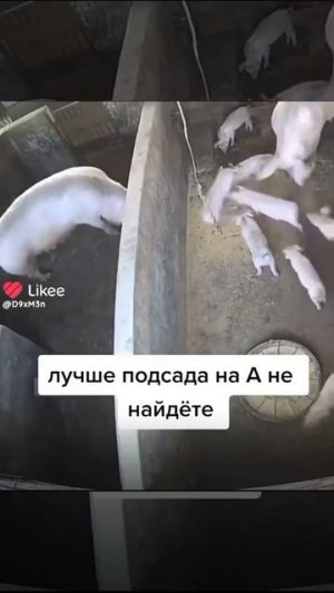 свинкА