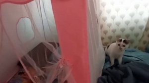 26-03-2026 Наши игры с кошкой))