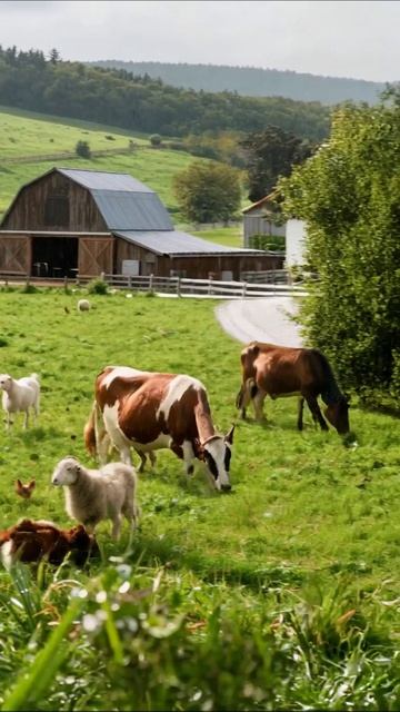 Сельская идиллия: жизнь на ферме #фотография #сельскаяжизнь #ферма