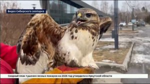 Мохноногого курганника спасли в селе Мамоны Иркутского муниципального округа