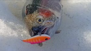 Форель клюёт по всей акватории. Спорт-зона. Клёвое место Лосиный остров.