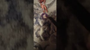 влог с Криспи!!•°♡// чудо средство спасло наш ковёр?//