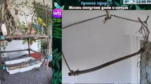 Волнистые попугаи 🦜🦜🦜 | авиарий на балконе📍