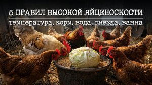 5 правил ВЫСОКОЙ ЯЙЦЕНОСКОСТИ. Секреты ПРОДУКТИВНОСТИ кур: как я получаю яйца даже в −25°C 🐔🥚🐓