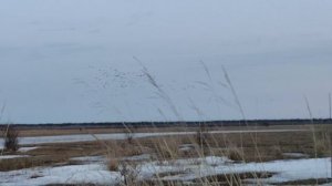 весенняя охота на селезня с подсадной. подготовка